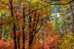 Leave No Trace Program Photo of Fall Foliage in Sedona, AZ.