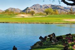 Ducks near pond under tree across from golf course with green grass near mountains and cactuses near Arabella Hotel Sedona in Sedona, AZ