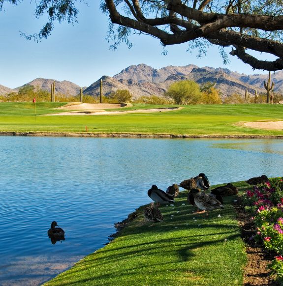 Ducks near pond under tree across from golf course with green grass near mountains and cactuses near Arabella Hotel Sedona in Sedona, AZ