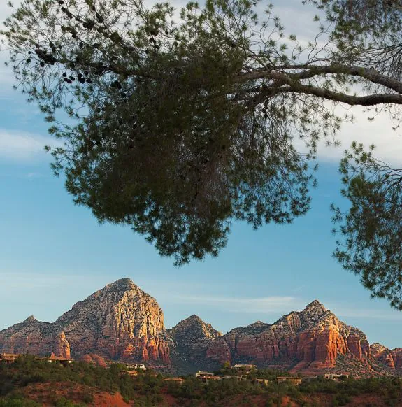 Mountains, red rocks, and a tree near the Arabella Hotel in Sedona, AZ.