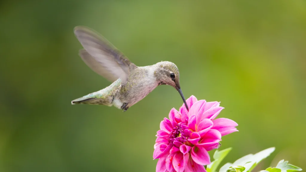 Humming bird drinking from a flower near the Arabella Hotel in Sedona, AZ.